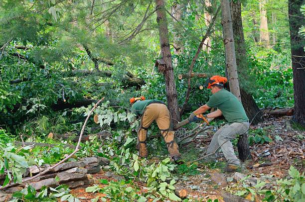 Best Emergency Storm Tree Removal  in Moyock, NC